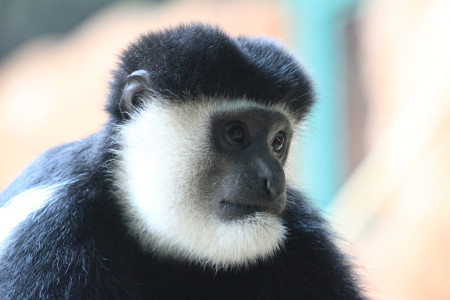 Mustavalkolobusapina